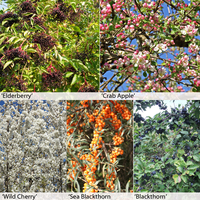 Foragers Hedging Collection