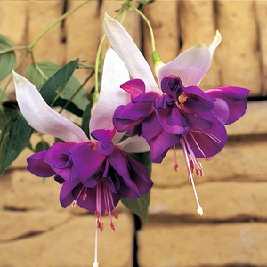 Fuchsia 