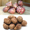 Jerusalem Artichoke 