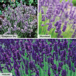 Lavender Collection