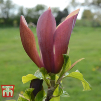 Magnolia 