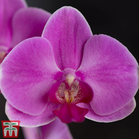 Phalaenopsis (House Plant)