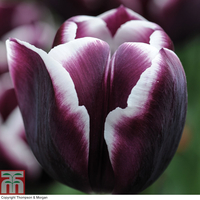 Tulip 