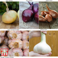 Ultimate Autumn Planting Collection
