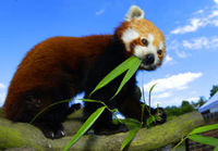 Animal Encounter at Paradise Wildlife Park Special Offer