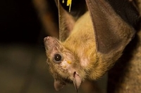 Bugs and Bats Encounter at Knowsley Safari Park