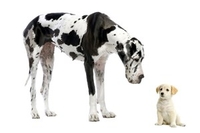 Deluxe Pet Pamper Pack - UK Wide