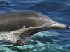 Dolphin Watching for One