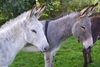 Donkey Adoption
