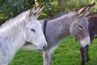 Donkey Adoption