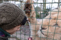 Entry to Paradise Wildlife Park and Feed the Big Cats For Two (Weekdays)