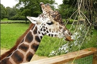 Giraffe Encounter at Knowsley Safari Park