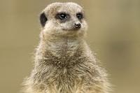 Junior Meerkat Encounter at Knowsley Safari Park
