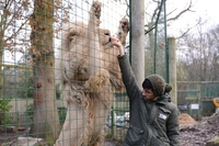 Paradise Wildlife Park Visit and Feed the Big Cats for Two (Weekends)