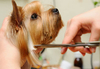 Pet Pamper Mini Groom