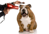 Pet Pamper Pack - UK Wide
