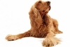 Pet Photoshoot - UK Wide
