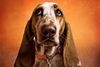 Pet Photoshoot in Hertfordshire