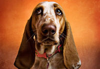 Pet Photoshoot in Hertfordshire