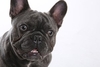 Pet Photoshoot with a Complimentary Print and Keyring Special Offer
