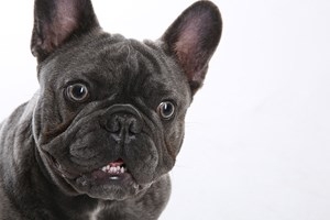 Pet Photoshoot with a Complimentary Print and Keyring Special Offer