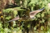 Photo Half Day at Millets Falconry for One
