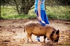 Piggy Pet and Play for Two at Kew Little Pigs