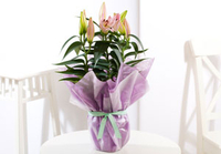 Pink Oriental Lily