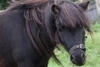 Pony Grooming Experience for Two at Animal Rangers