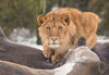 Predator Encounter at Knowsley Safari Park