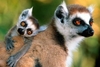 Primate and Birds Keeper for a Day at Chessington Resort