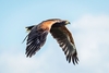 Private Bird of Prey Encounter for Two at Millets Farm Falconry Centre,  Oxfordshire