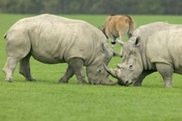 Rhino Encounter at Knowsley Safari Park