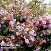 Abelia 