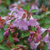 Abelia 