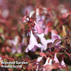 Abelia 