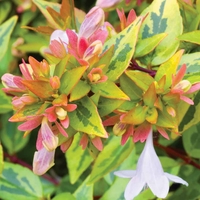 Abelia x grandiflora 