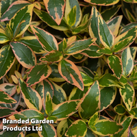 Abelia x grandiflora 