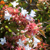 Abelia x grandiflora