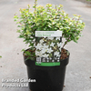 Abelia zanderi 