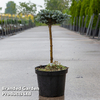 Abies koreana 