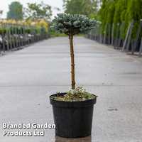 Abies koreana 