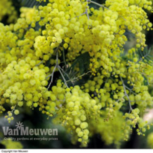Acacia dealbata - 10 x 40mm plug plants