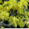 Acacia dealbata - 2 x 9cm pot-plants