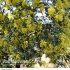 Acacia dealbata