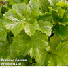 Acanthus mollis 