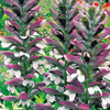 Acanthus mollis