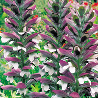 Acanthus mollis