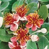 Acca sellowiana - 1 acca plant in 5L pot