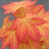 Acer Orange Beauty - 1 plant